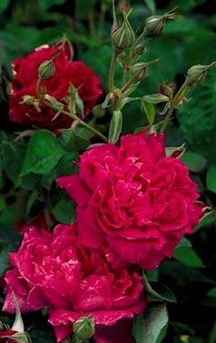 Photo of Rose (Rosa 'Maggie') uploaded by Calif_Sue