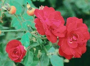 Photo of Rose (Rosa 'Lichterloh') uploaded by Calif_Sue