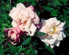 Photo of Rose (Rosa 'Madame Antoine Mari') uploaded by Calif_Sue