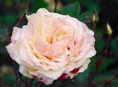 Photo of Rose (Rosa 'Mademoiselle Franziska Kruger') uploaded by Calif_Sue