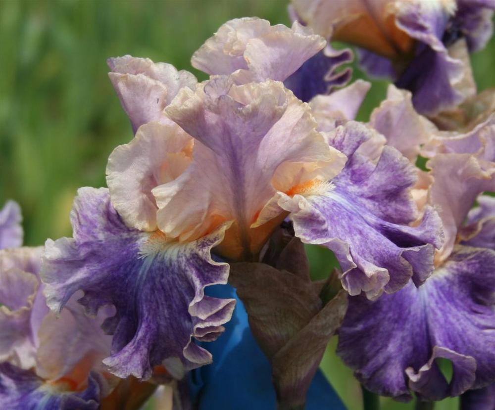 Photo of Tall Bearded Iris (Iris 'Spendthrift') uploaded by KentPfeiffer