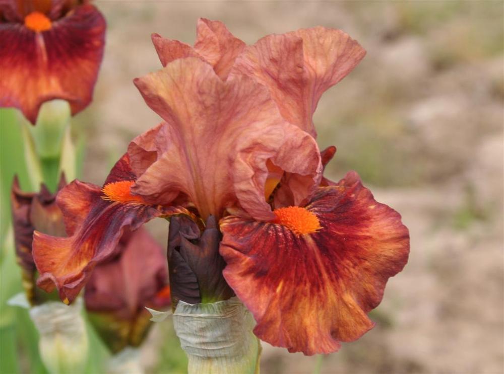 Photo of Intermediate Bearded Iris (Iris 'Safari Sunrise') uploaded by KentPfeiffer
