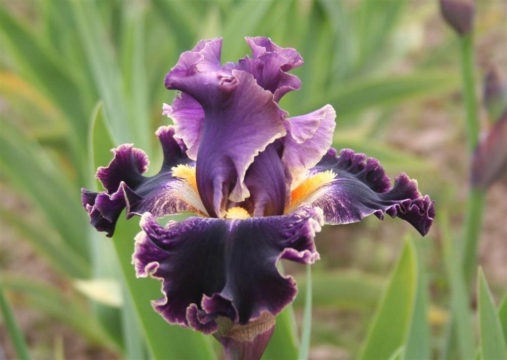 Photo of Tall Bearded Iris (Iris 'Secret Recipe') uploaded by KentPfeiffer