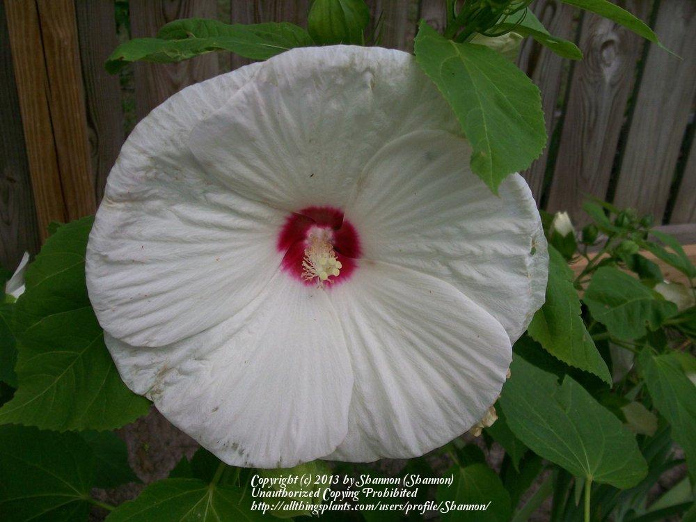Photo of Woolly Rose-Mallow (Hibiscus moscheutos subsp. lasiocarpos) uploaded by Shannon