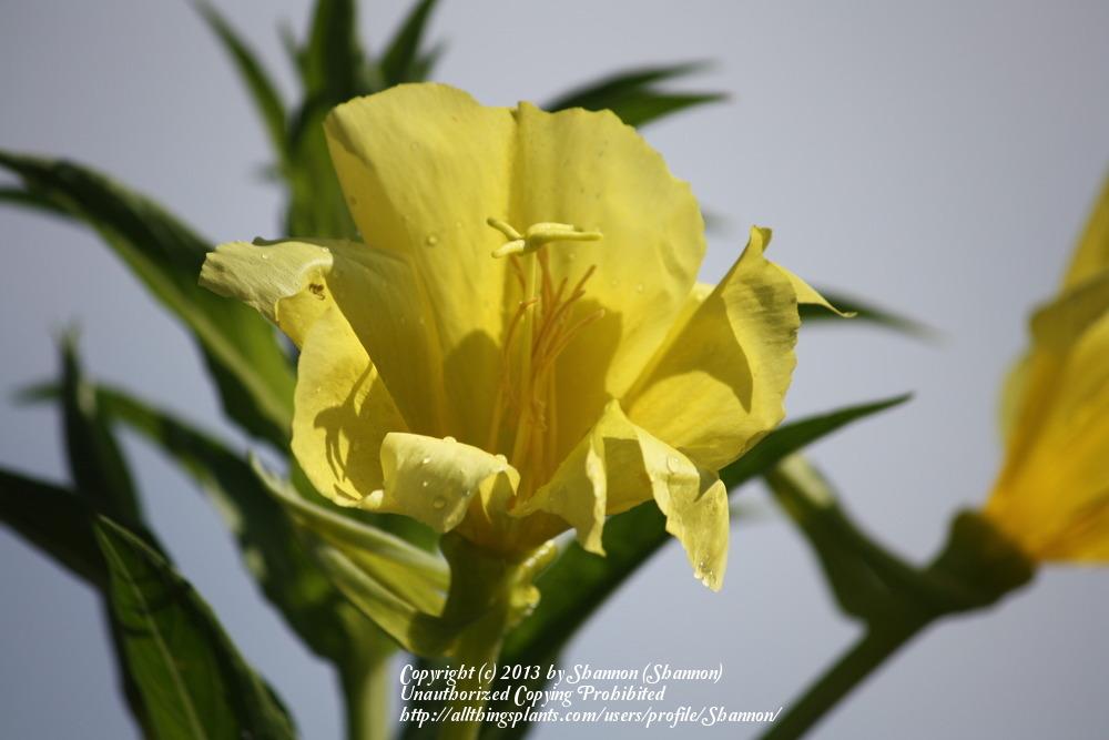 Photo of Common Evening Primrose (Oenothera biennis) uploaded by Shannon