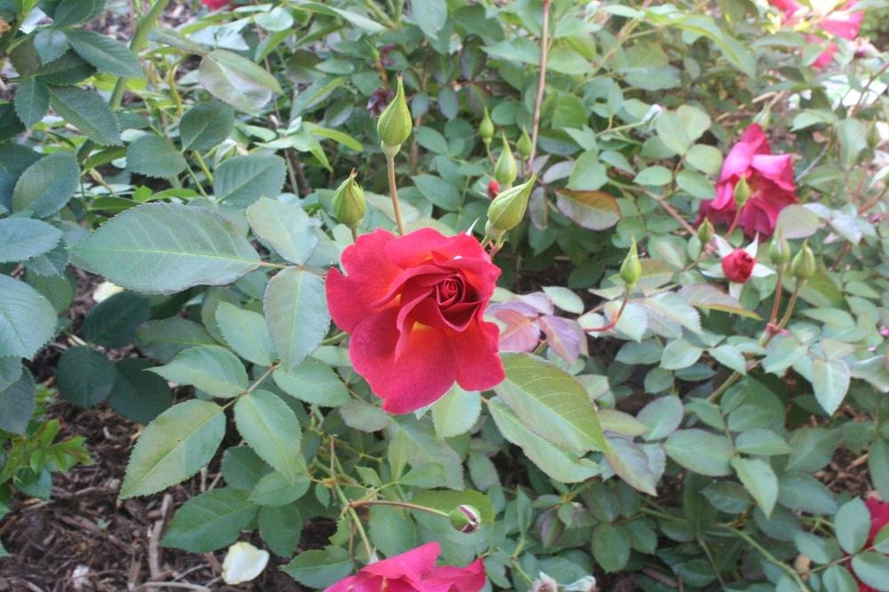 Photo of Floribunda Rose (Rosa 'Cinco de Mayo') uploaded by Skiekitty