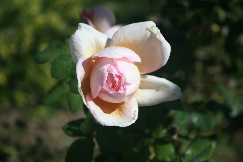 Photo of Rose (Rosa 'Oshun') uploaded by Skiekitty