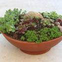 Growing Sempervivum in Containers