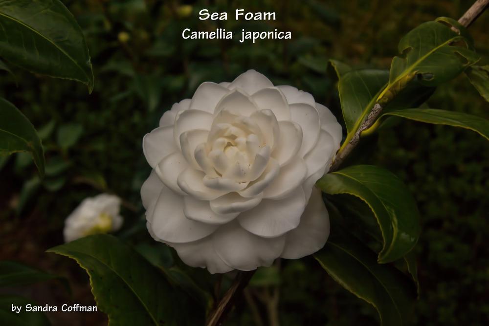Photo of Japanese Camellia (Camellia japonica 'Sea Foam') uploaded by wren