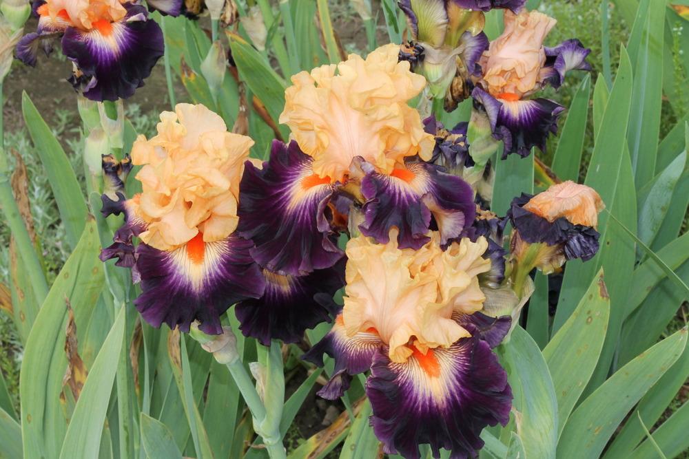 Photo of Tall Bearded Iris (Iris 'Shouting Match') uploaded by ARUBA1334