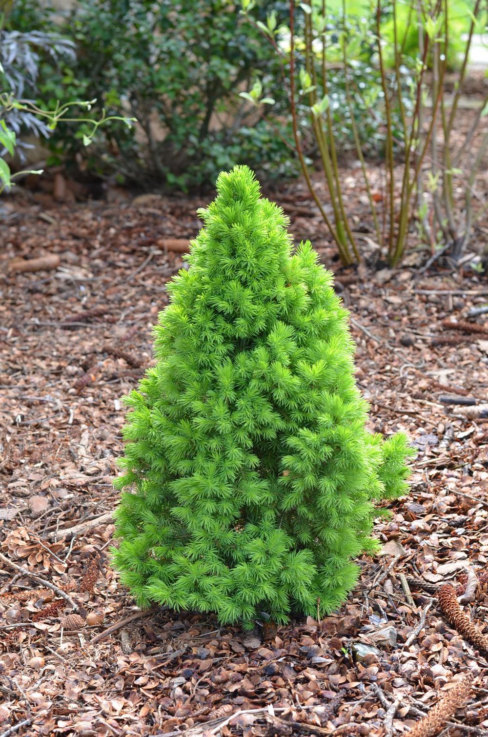Photo of Dwarf Alberta Spruce (Picea glauca var. albertiana 'Conica') uploaded by Anne