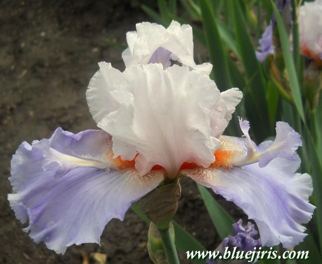 Photo of Tall Bearded Iris (Iris 'Announcement') uploaded by Calif_Sue