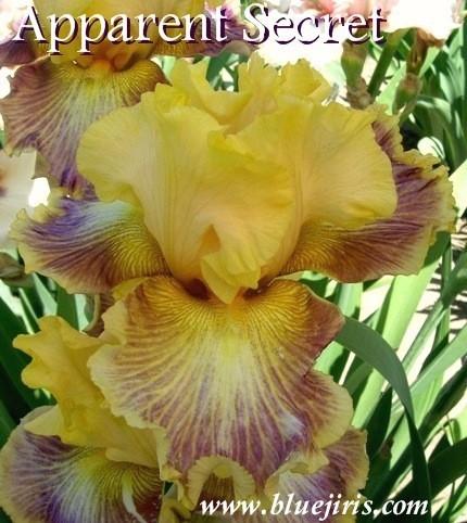 Photo of Tall Bearded Iris (Iris 'Apparent Secret') uploaded by Calif_Sue