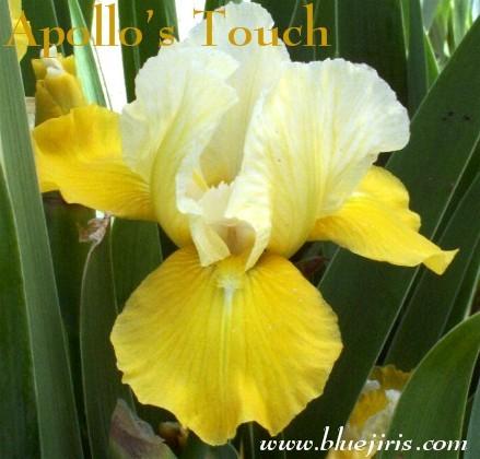 Photo of Intermediate Bearded Iris (Iris 'Apollo's Touch') uploaded by Calif_Sue
