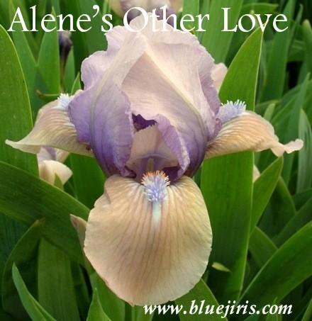 Photo of Standard Dwarf Bearded Iris (Iris 'Alene's Other Love') uploaded by Calif_Sue