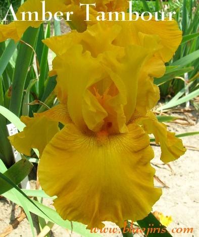 Photo of Tall Bearded Iris (Iris 'Amber Tambour') uploaded by Calif_Sue