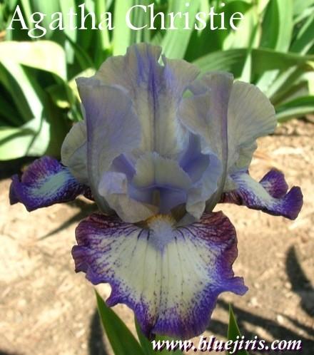Photo of Intermediate Bearded Iris (Iris 'Agatha Christie') uploaded by Calif_Sue