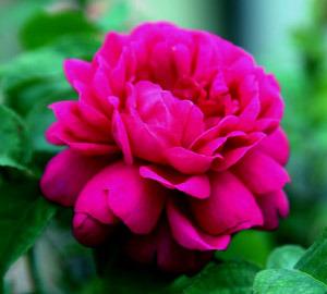 Photo of Portland Rose (Rosa 'Rose de Rescht') uploaded by Calif_Sue