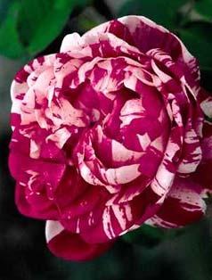 Photo of Rose (Rosa 'Variegata di Bologna') uploaded by Calif_Sue