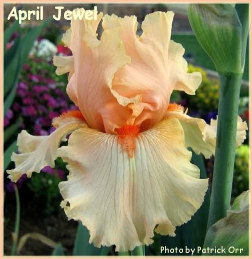 Photo of Tall Bearded Iris (Iris 'April Jewel') uploaded by Calif_Sue