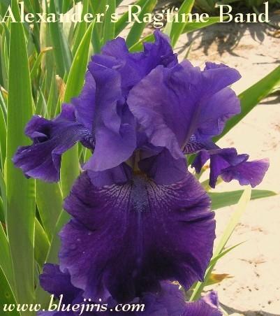 Photo of Tall Bearded Iris (Iris 'Alexander's Ragtime Band') uploaded by Calif_Sue
