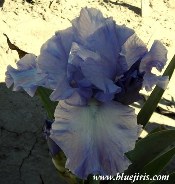 Photo of Tall Bearded Iris (Iris 'Aquamarine Dream') uploaded by Calif_Sue