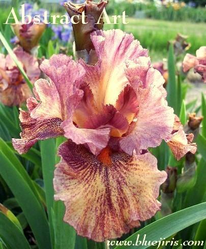 Photo of Tall Bearded Iris (Iris 'Abstract Art') uploaded by Calif_Sue