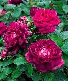 Photo of Rose (Rosa 'Reine des Violettes') uploaded by Calif_Sue