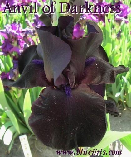 Photo of Tall Bearded Iris (Iris 'Anvil of Darkness') uploaded by Calif_Sue