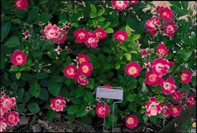 Photo of Rose (Rosa 'Phalaenopsis') uploaded by Calif_Sue