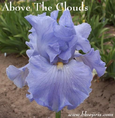 Photo of Tall Bearded Iris (Iris 'Above the Clouds') uploaded by Calif_Sue