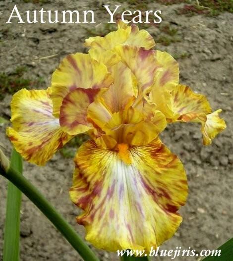 Photo of Tall Bearded Iris (Iris 'Autumn Years') uploaded by Calif_Sue