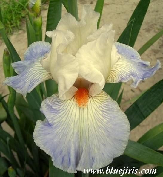 Photo of Tall Bearded Iris (Iris 'American Beauty') uploaded by Calif_Sue