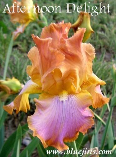 Photo of Tall Bearded Iris (Iris 'Afternoon Delight') uploaded by Calif_Sue
