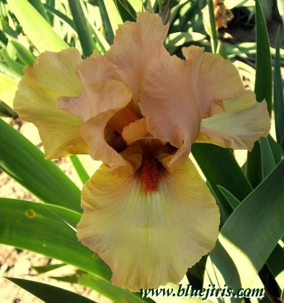 Photo of Tall Bearded Iris (Iris 'Autumn Blush') uploaded by Calif_Sue