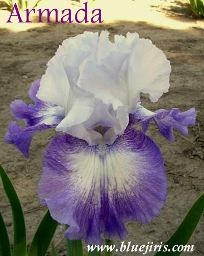 Photo of Tall Bearded Iris (Iris 'Armada') uploaded by Calif_Sue