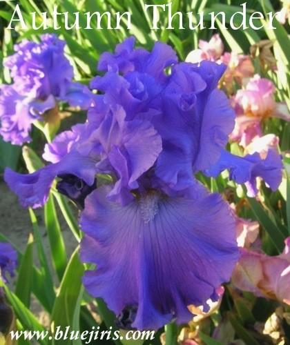 Photo of Tall Bearded Iris (Iris 'Autumn Thunder') uploaded by Calif_Sue
