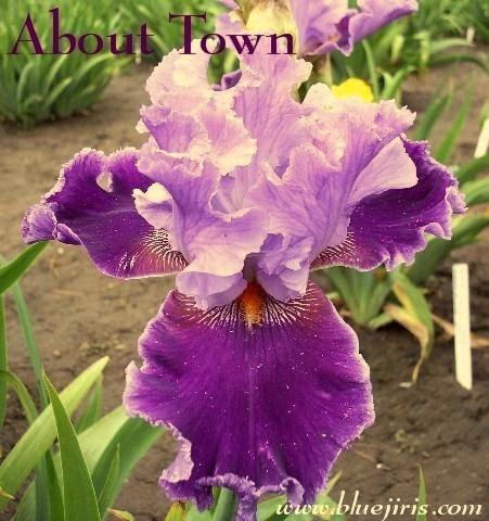Photo of Tall Bearded Iris (Iris 'About Town') uploaded by Calif_Sue