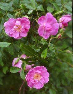 Photo of Swamp Rose (Rosa palustris) uploaded by Calif_Sue