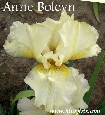 Photo of Tall Bearded Iris (Iris 'Anne Boleyn') uploaded by Calif_Sue
