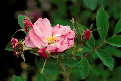 Photo of Rose (Rosa 'Sitka') uploaded by Calif_Sue