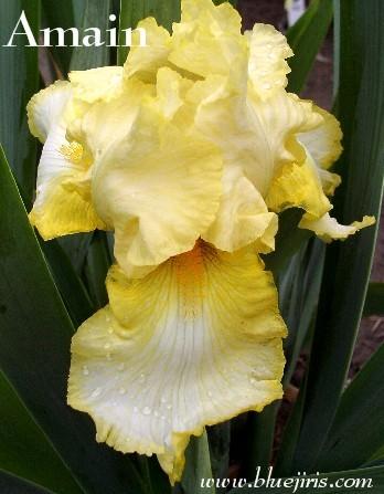 Photo of Tall Bearded Iris (Iris 'Amain') uploaded by Calif_Sue