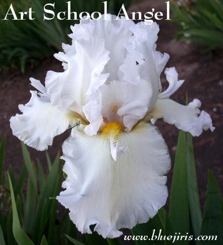 Photo of Tall Bearded Iris (Iris 'Art School Angel') uploaded by Calif_Sue