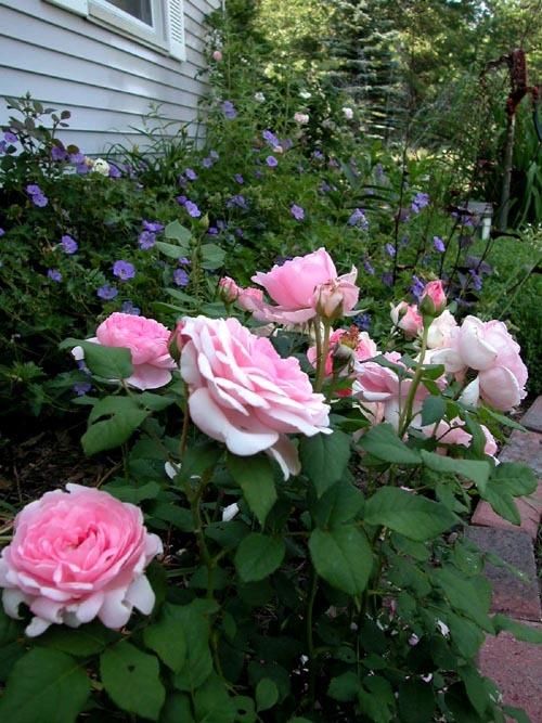 Photo of Rose (Rosa 'Wife of Bath') uploaded by Cottage_Rose