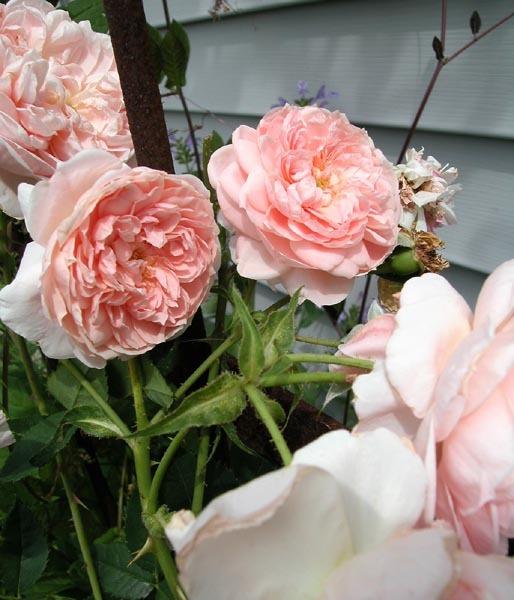 Photo of Rose (Rosa 'Colette') uploaded by Cottage_Rose