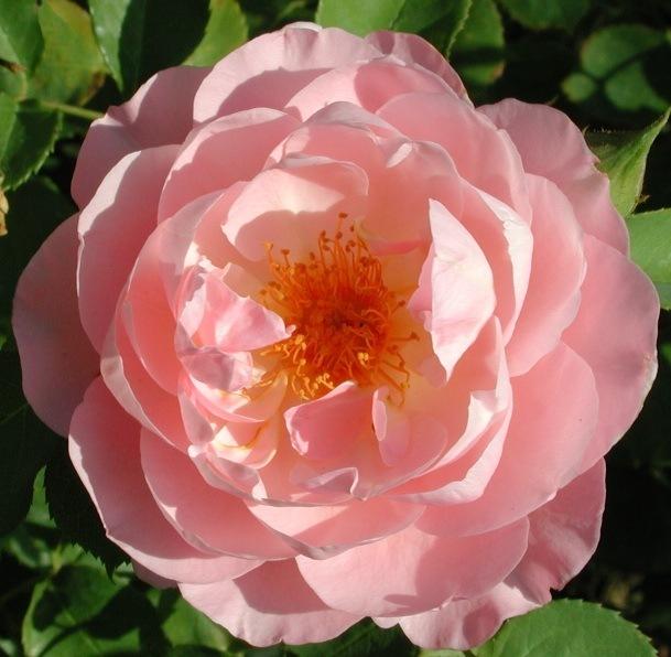 Photo of Rose (Rosa 'Belle Story') uploaded by Cottage_Rose