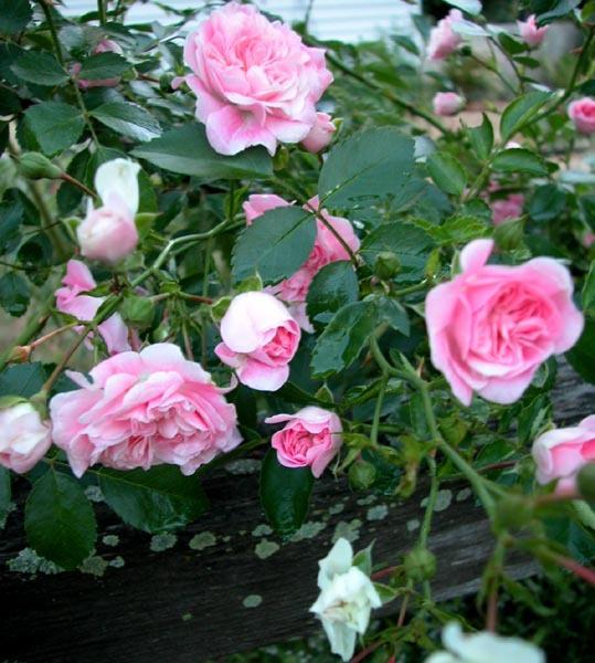 Photo of Rambling Rose (Rosa 'Dorothy Perkins') uploaded by Cottage_Rose