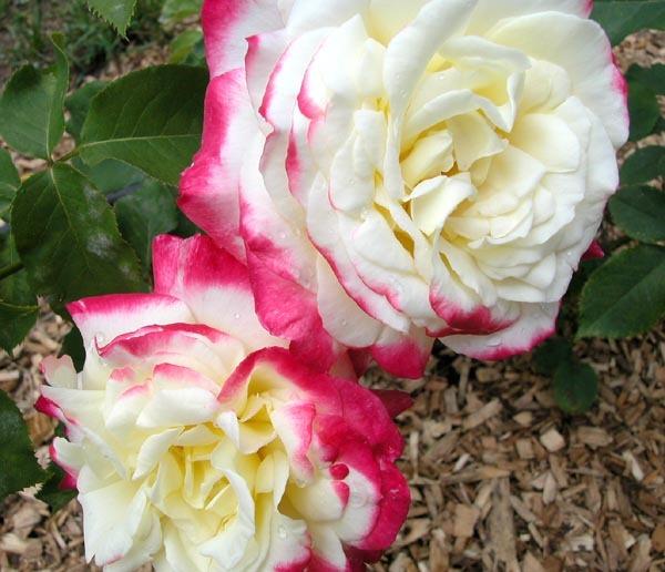 Photo of Hybrid Tea Rose (Rosa 'Double Delight') uploaded by Cottage_Rose
