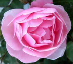 Thumb of 2013-02-12/Cottage_Rose/a7720b