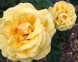 Thumb of 2013-02-12/Cottage_Rose/c45380